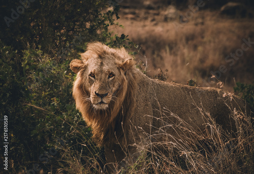 Canvas Print lion on the ground