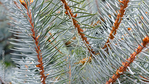 Blue spruce branches with silver blue needles and warm brown stems, detailed close up capturing evergreen texture, seasonal resilience and crisp winter vitality