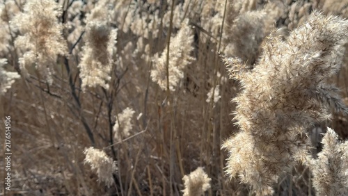 Canvas Print Soft natural light illuminates tall golden grasses swaying gently in a field, ev