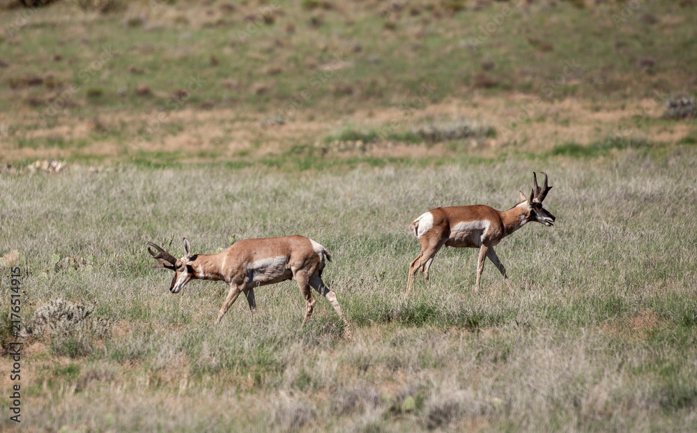 Fototapeta premium Pronghorn Antelope in Arizona in Summer