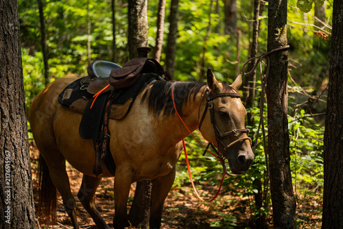 Фотография Saddled buckskin horse tied to a tree resting in a lush green forest setting