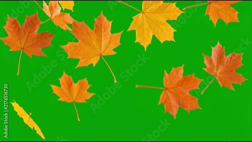 Autumn Maple Leaves Falling and Drifting Down on Green Screen Chroma Key