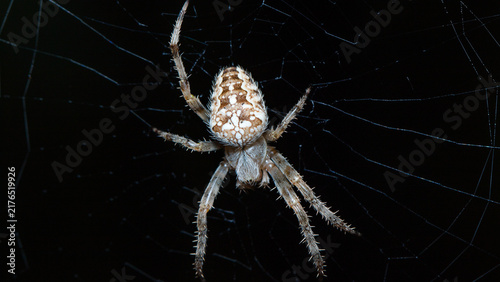 spider on a web
