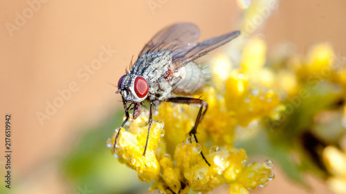 fly on flower