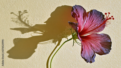 Close-up of a vibrant pink hibiscus flower with natural shadow against a textured wall