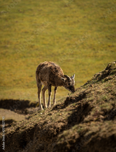 Фотография Mouflon sheep grazing on a sunny hillside with green grass