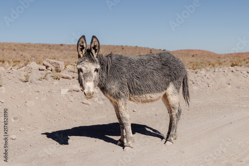 Фотография Donkey standing on a dusty road in rainbow valley, atacama desert, chile, repres