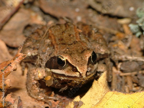 Fotografie Frog. Russian Federation, Moscow region, near Istra city.