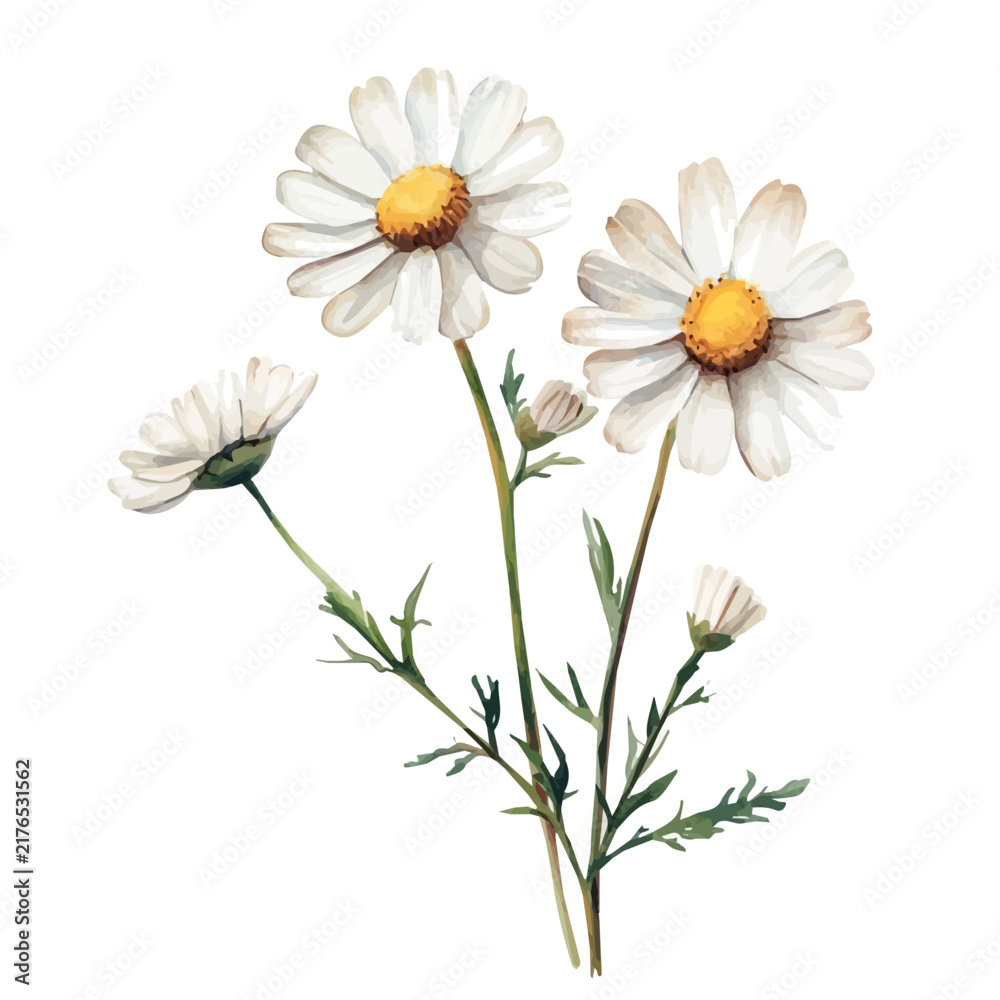 Fototapeta premium Dahlberg Daisy Branch, colorful watercolor painting with bold outlines, isolated on a white background.