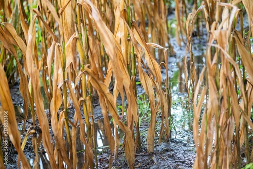 View of withered corn stalks standing in a muddy, waterlogged field in Coimbra, Coimbra District, Portugal.