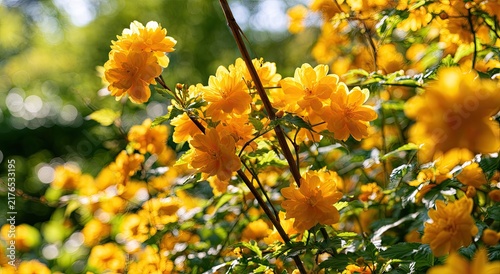 Sunlit yellow double blooms on a bush, soft green background bokeh