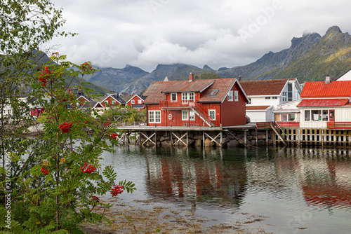 Typische rote Fischerhütten auf Stelzen über dem Wasser mit Spiegelung und herbstlicher Eberesche im Vordergrund, Henningsvær, Norwegen, Europa