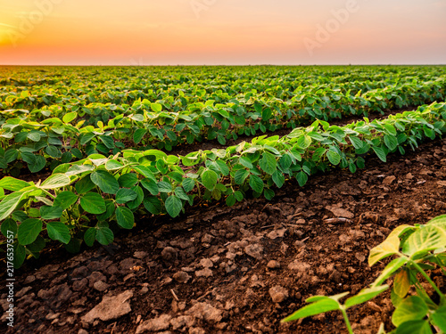 фотографія Soybean plants in neat rows across an expansive agricultural field, basking in t