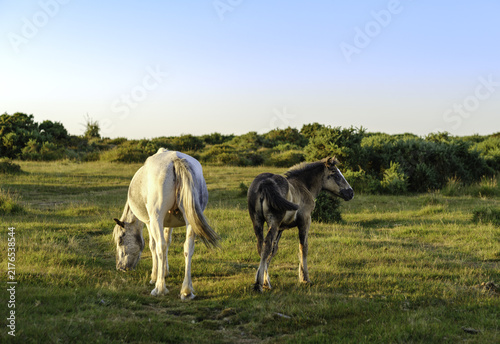 View of two horses grazing in the grassy landscape of Bodmin Moor with gorse bushes under a clear sky in Bodmin, Cornwall, United Kingdom.
