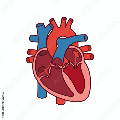 Human Heart Anatomy Illustration for Medical and Healthcare Concept