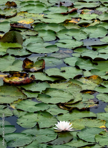 Принти на полотні 746-53 Water Lily