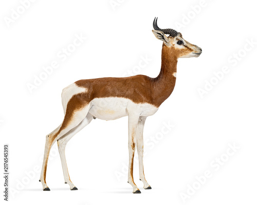 Konstfotografi Mhorr gazelle standing on white background looking away