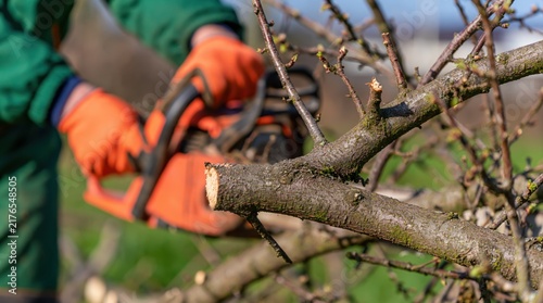 Obraz na płótnie Gardener pruning fruit tree branches with chainsaw in spring orchard