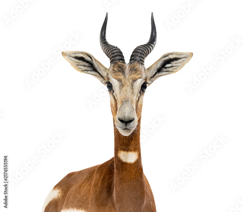 Canvastavla Mhorr gazelle head looking directly at camera