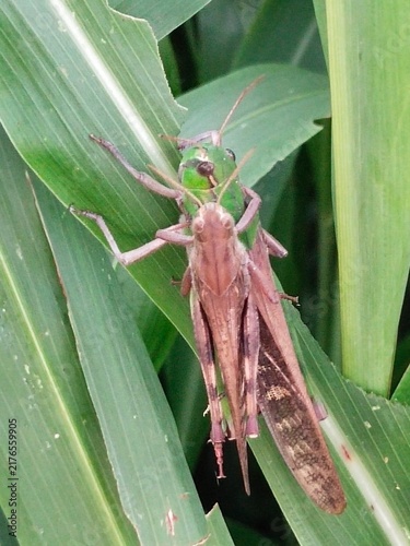Quadro su tela Two grasshoppers mating on a corn leaf, close up macro in the field
