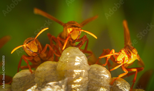Bild auf Leinwand avispas naranjas