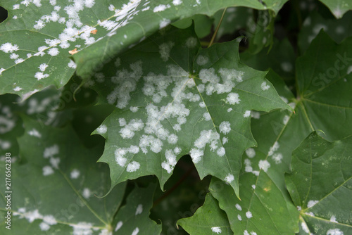 Quadro su tela Leaves affected by powdery mildew - fungal plant disease, white spots on leaves