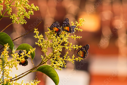 Foto Grupo de mariposas Parche Carmesí posadas sobre flores amarillas en un atardec