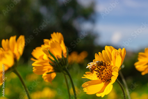 Foto Abeja posada en un jardín