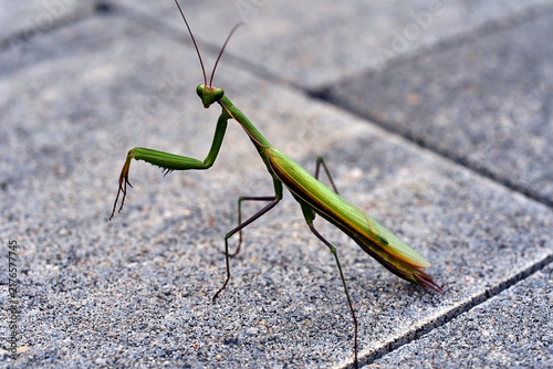 Tapety artystyczne A praying mantis insect looking into the camera lens