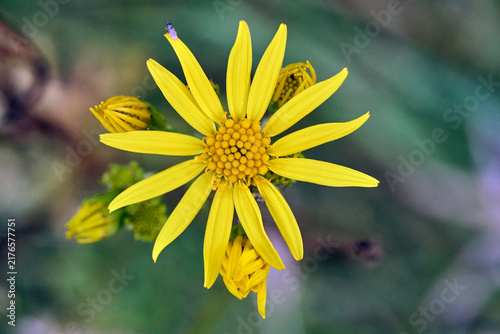 Plakat Detail of a yellow blooming Omieg flower in an autumn garden