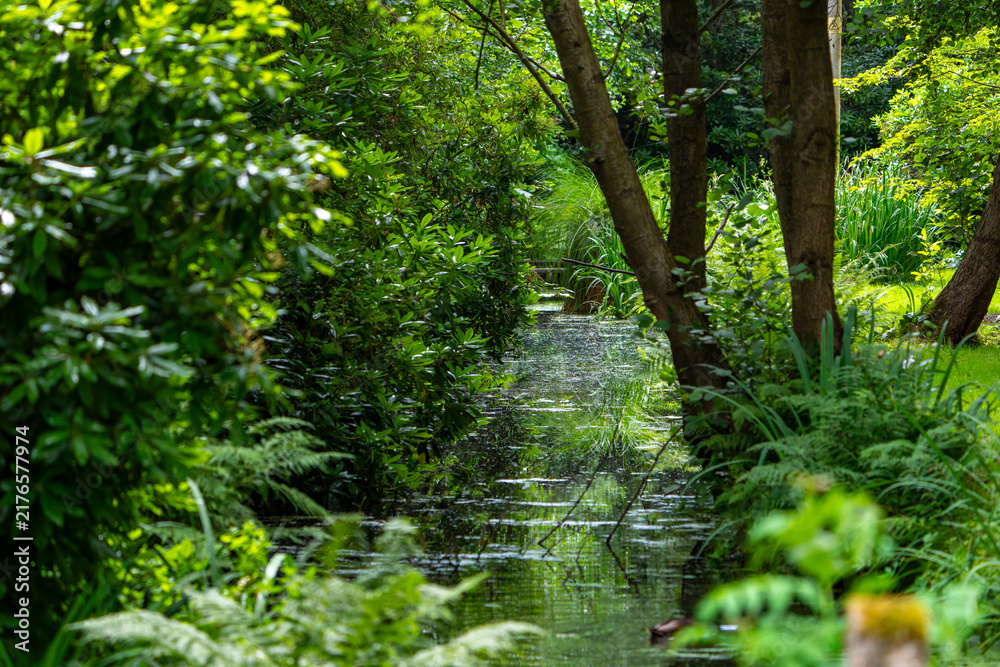 Fototapeta premium Luxuriant green vegetation with stream.