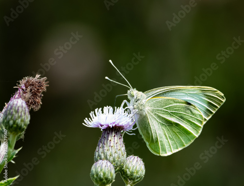 Photography Cabbage White (Pieris rapae) resting on thistle flower