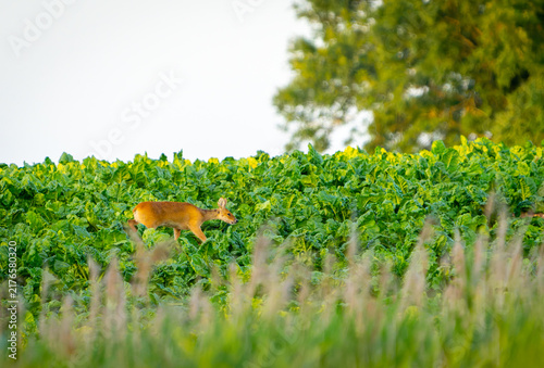 Принти на полотні Chinese water deer (Hydropotes inermis), a small deer species recognized by its reddish-brown coat and lack of antlers in field of sugar-beet