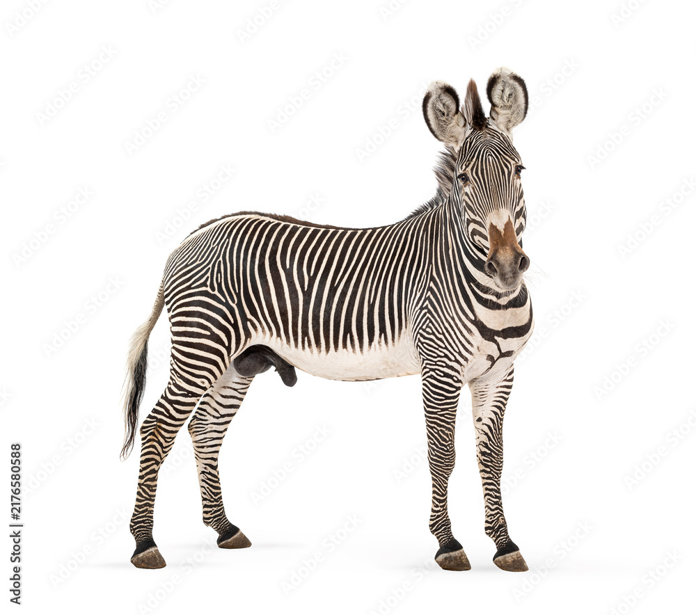 Naklejka premium Grevy's zebra standing looking at camera
