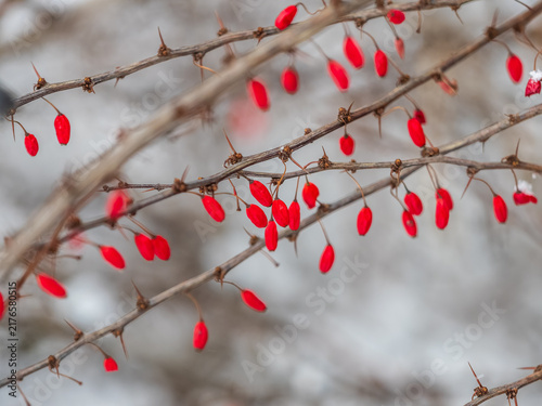 Konstfotografi Branches of a barberry Bush with ripe red barberry berries
