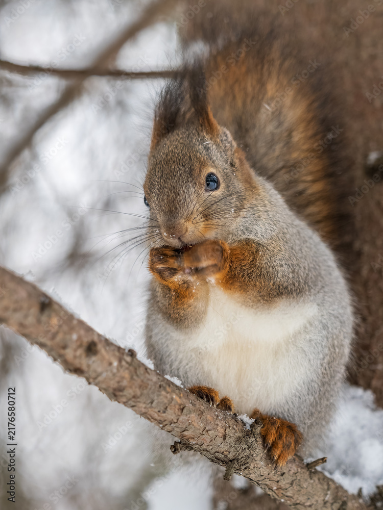 Obraz premium The squirrel with nut sits on tree in the winter or late autumn