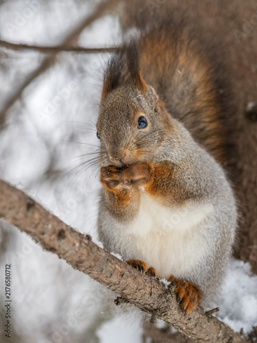 The squirrel with nut sits on tree in the winter or late autumn
