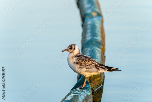 Принти на полотні juvenile black-headed gull (Chroicocephalus ridibundus) standing on floating barrier on lake at Ranworth Conservation area in Norfolk Broads