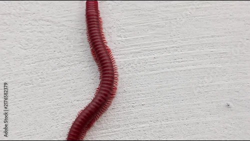A millipede (Trigoniulus corallinus) crawling on a white wall surface; animal world, Diplopoda.