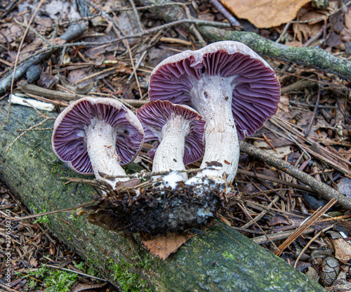 Quadro su tela Purple laccaria ochropurpurea edible delicious mushrooms fungi gills stocky fibr