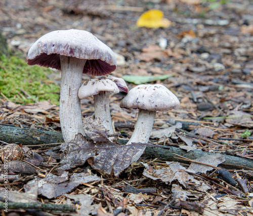 Canvastavla Purple laccaria ochropurpurea edible delicious mushrooms fungi gills stocky fibr