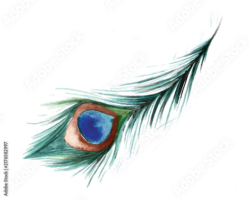 Quadro su tela Watercolor peacock feather illustration isolated on transparent background