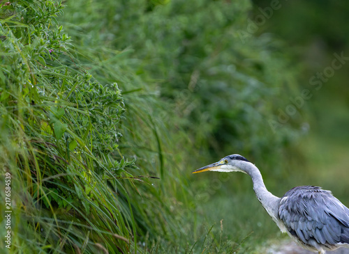 Obraz na plátně Grey heron or Ardea cinerea standing still searching for food in green landscape background