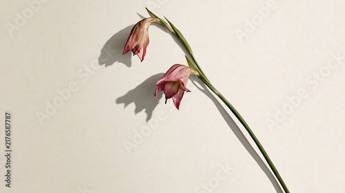 Wilted flower with soft lighting on plain wall background