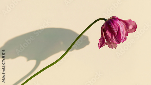 Delicate Pink Flower Against Light Background