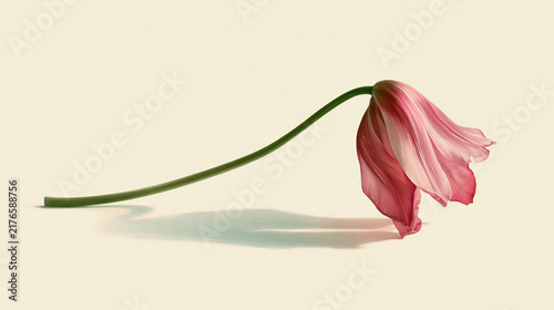 Pink Flower Petal Close-Up Against Plain Background