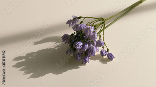 Purple Flowers in Soft Natural Light