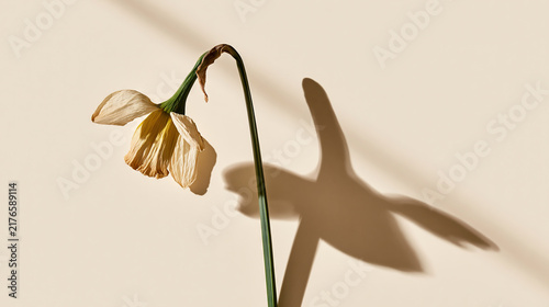 Wilted flower casting shadow on wall
