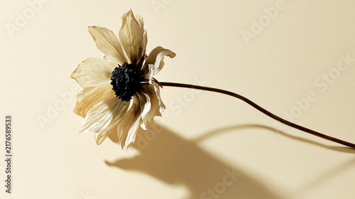 Withered flower with delicate petals against a soft background