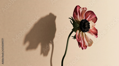 A single flower casting a shadow on a textured surface